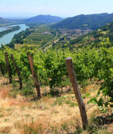 Viñedos junto a un río cerca de Tupin-et-Semons, en Auvernia-Ródano-Alpes, Francia, rodeados de colinas verdes.