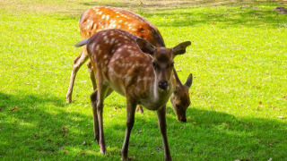 Dos gamos pastan tranquilamente en un prado soleado en Veluwecamping De Pampel, Gelderland, Países Bajos.