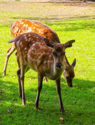 Dos gamos pastan tranquilamente en un prado soleado en Veluwecamping De Pampel, Gelderland, Países Bajos.