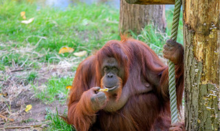 Un orangután se sienta sobre el césped junto a un árbol en un parque de vacaciones con glamping.