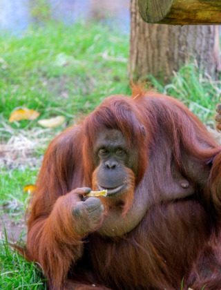 Un orangután se sienta sobre el césped junto a un árbol en un parque de vacaciones con glamping.