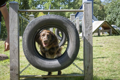 Hond doorloopt een autoband op een agilityparcours bij Veluwecamping 't Schinkel, Gelderland.