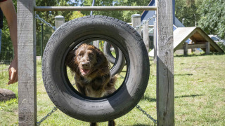 Perro saltando a través de una llanta en una pista de agilidad en Veluwecamping 't Schinkel, Gelderland.