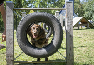 Un chien saute à travers un pneu sur un parcours d'agilité à Veluwecamping 't Schinkel, Gelderland.