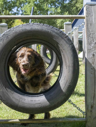 Perro saltando a través de una llanta en una pista de agilidad en Veluwecamping 't Schinkel, Gelderland.