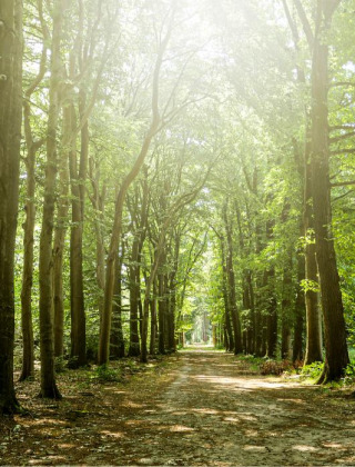 La luz del sol atraviesa altos árboles sobre un sendero en un parque vacacional con glamping.