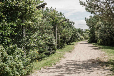 Chemin de terre entouré d’arbres et de buissons verts près de Callantsoog, Hollande-Septentrionale, Pays-Bas.