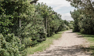 Ein sandiger Weg von Bäumen und Büschen umgeben, in der Nähe von Callantsoog, Nordholland, Niederlande.