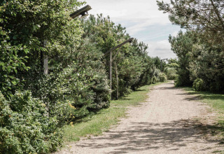 A sandy path lined with green trees and shrubbery near Callantsoog, North Holland, Netherlands, on a sunny day.
