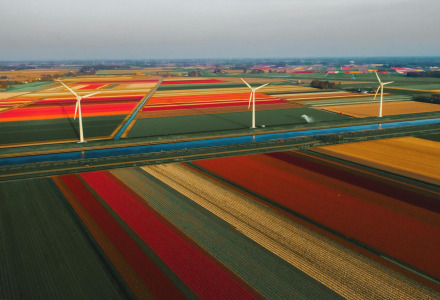 Luftaufnahme bunter Tulpenfelder und Windräder bei Callantsoog, Nordholland, Niederlande.