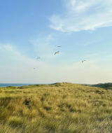 Grasbewachsene Dünen mit Möwen im Flug unter blauem Himmel in der Nähe von Callantsoog, Niederlande.
