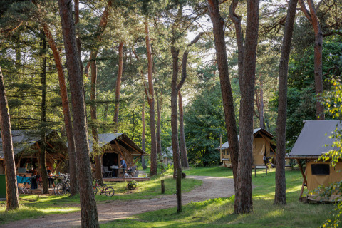 Tiendas tipo safari entre pinos en el Camping Huttopia De Veluwe, parque vacacional en Gelderland, Países Bajos.