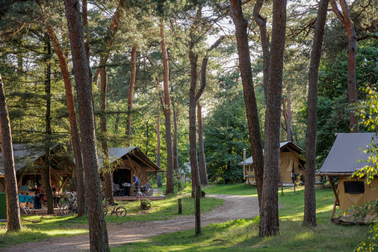 Tentes safari sous les pins au Camping Huttopia De Veluwe, parc de vacances en Gueldre, Pays-Bas.