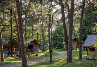 Safaritenten tussen bomen op Camping Huttopia De Veluwe, een vakantiepark in Gelderland, Nederland.