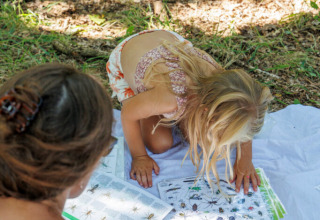 Bambina e adulta osservano schede sugli insetti a Huttopia De Roos, parco vacanze in Overijssel, Paesi Bassi.