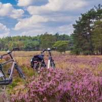 Dos bicicletas en un campo florecido cerca de un parque vacacional con alojamientos glamping y árboles detrás.