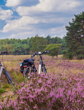 Deux vélos sur une prairie fleurie près d’un parc de vacances proposant des hébergements glamping.