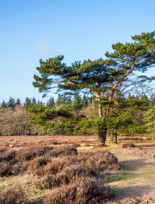 Landschaftsaufnahme eines Ferienparks mit Glamping, Bäumen, Wiesen und blauem Himmel.