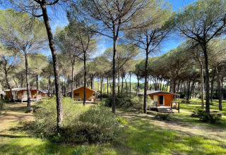 Holzhütten zwischen Pinien im Huttopia Parque de Doñana, einem Ferienpark in Andalusien, Spanien.