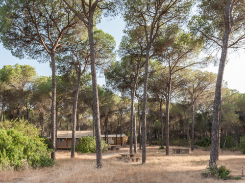 Cabanes au milieu de grands pins au Huttopia Parque de Doñana, un parc de vacances en Andalousie, Espagne.