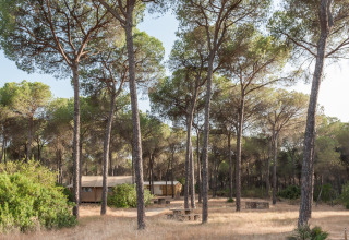 Hutten verscholen tussen hoge dennen in Huttopia Parque de Doñana, een vakantiepark in Andalusië, Spanje.