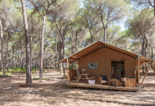Et hyggeligt glamping-telt omgivet af fyrretræer i Huttopia Parque de Doñana, en feriepark i Andalusien, Spanien.