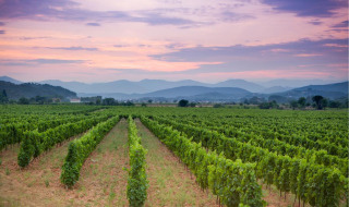 Viñedos al atardecer con montañas de fondo, tomados en un parque vacacional con opciones de glamping.