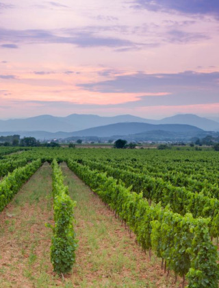 Vineyards at sunset with mountain views, photographed at a holiday park with glamping accommodations.