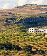 Parque vacacional con alojamientos glamping rodeado de colinas onduladas y olivos en el sur de Europa.