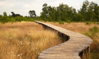 Pasarela de madera curvada atraviesa pastos altos y árboles en un parque de glamping vacacional tranquilo.