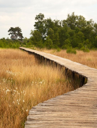 Træsnoet gangsti gennem en fredelig eng med højt græs og grønne træer i en glampingferiepark.