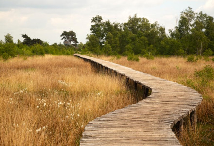 Træsnoet gangsti gennem en fredelig eng med højt græs og grønne træer i en glampingferiepark.