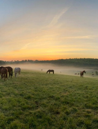 Caballos pastando en un campo con niebla al amanecer cerca de un parque vacacional con glamping.
