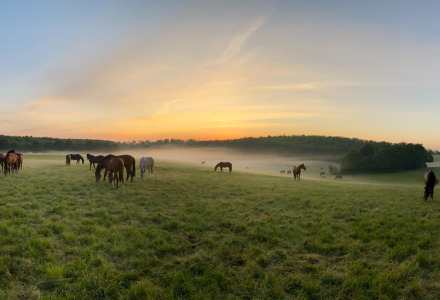 Caballos pastando en un campo con niebla al amanecer cerca de un parque vacacional con glamping.