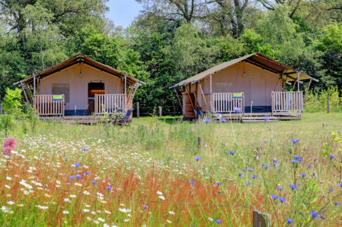 Zwei Safarizelte im Ferienpark Camping Dal van de Mosbeek in Overijssel, Niederlande mit Wildblumenwiese.