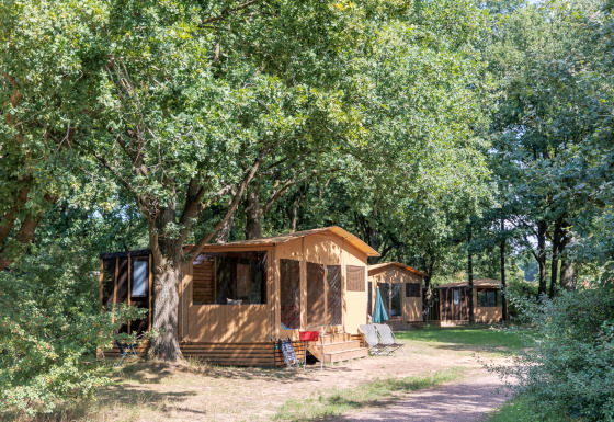 Safari tent Arizona on a wooded campsite, surrounded by lush green trees and outdoor relaxation chairs.