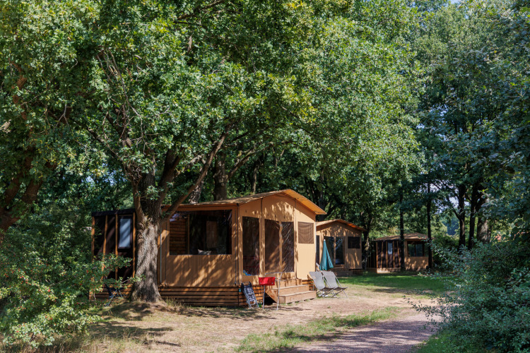 Tienda safari Arizona en un camping arbolado, rodeada de árboles verdes y sillas para relajarse afuera.