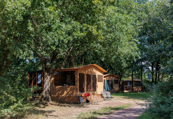 Tienda safari Arizona en un camping arbolado, rodeada de árboles verdes y sillas para relajarse afuera.