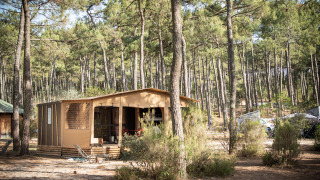 Safaritent Arizona in een bosrijke campingomgeving, omringd door dennenbomen en natuurlijke planten.