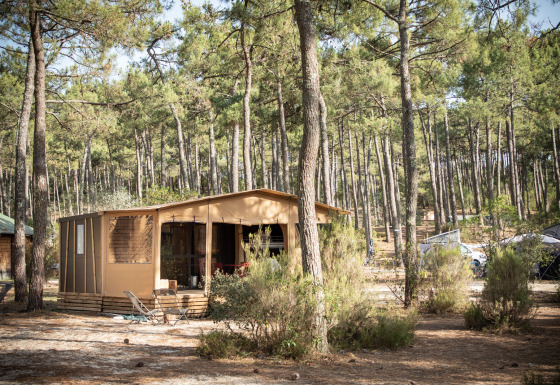 La tienda safari Arizona en un camping forestal, rodeada de pinos y vegetación natural bajo la luz del día.