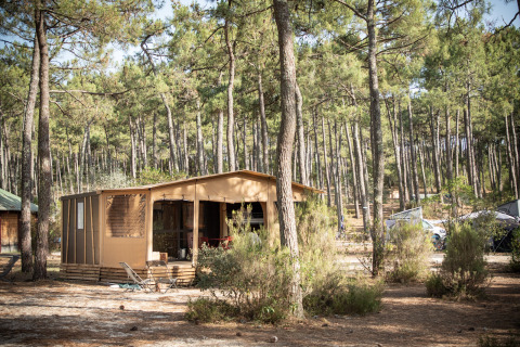Das Safarizelt Arizona auf einem Campingplatz im Wald, umgeben von hohen Kiefern und Büschen.