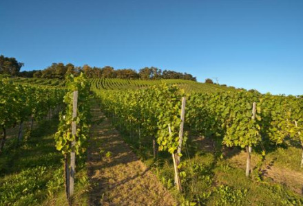 Viñedos cerca de Audenge, Nouvelle-Aquitania, Francia, en un día soleado con plantas de uva verdes y colinas.