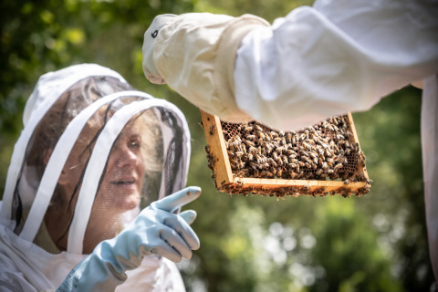 Two people in beekeeping suits examine a beehive frame at Camping de Paris, Île de France, France.
