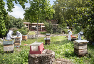 Biavlere i beskyttelsesdragter arbejder med bistader på Camping de Paris, Île de France, Frankrig.