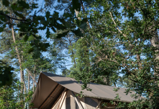 Tienda safari Trappeur en Huttopia Landes Sud, Francia, rodeada de altos árboles y vegetación natural.