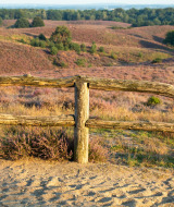 Countryside scene with a wooden fence and heather fields near Ermelo in Gelderland, Netherlands.