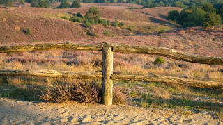 Countryside scene with a wooden fence and heather fields near Ermelo in Gelderland, Netherlands.
