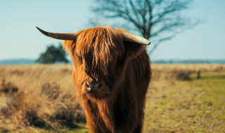 A Highland cow with long, reddish hair and large horns stands in a field near Ermelo, Gelderland, Netherlands.