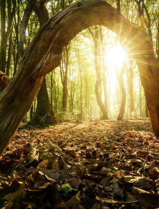 Sunlight streams through a curved tree in a lush forest near Ermelo, Gelderland, Netherlands, at dawn.