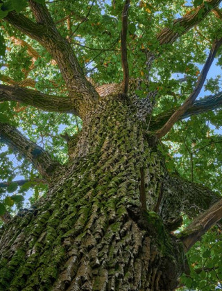 Blick vom Fuß eines alten Baumes mit rauer Rinde und dichtem Laub bei Rambouillet, Île de France.